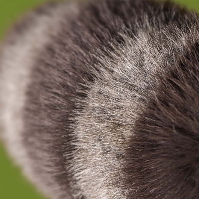 Hovedbilde Jellycat Trixiwoo Raccoon